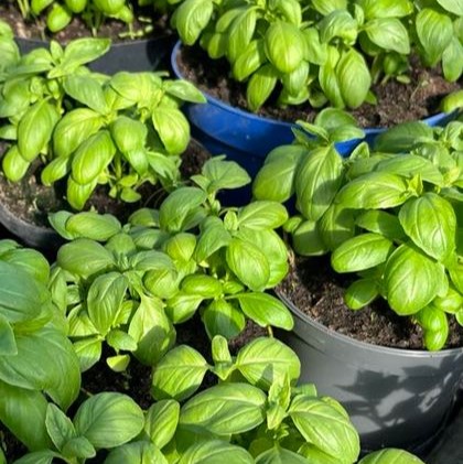 Basilic en pot