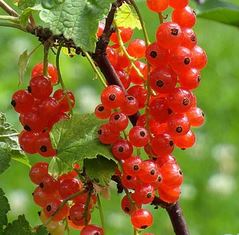 Groseilles rouges (150g)